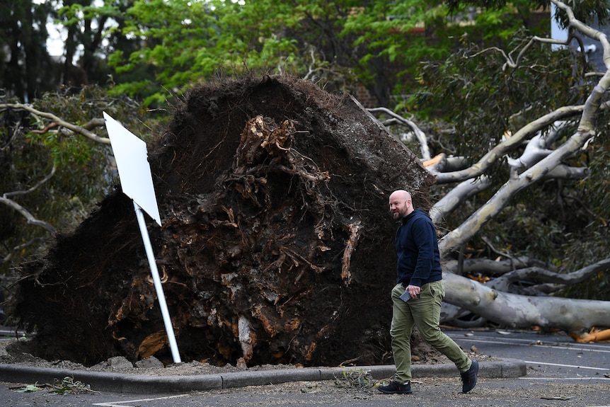 A man is seen walking past the roots of a fallen tree