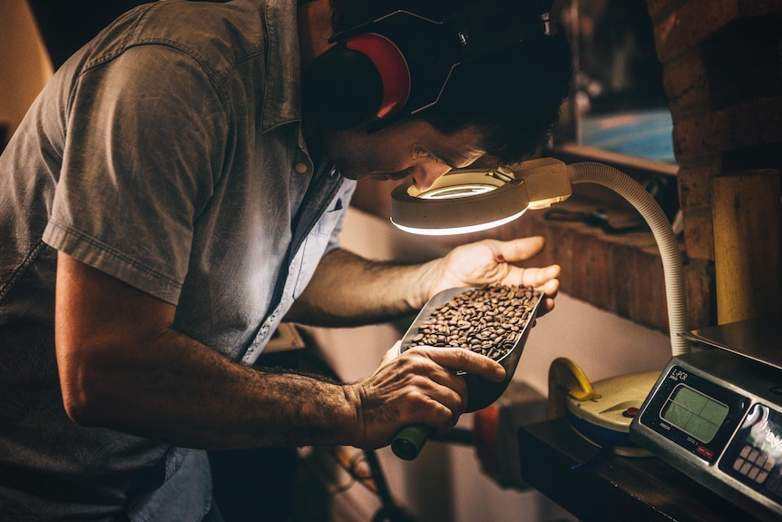 A man inspects coffee beans for roasting