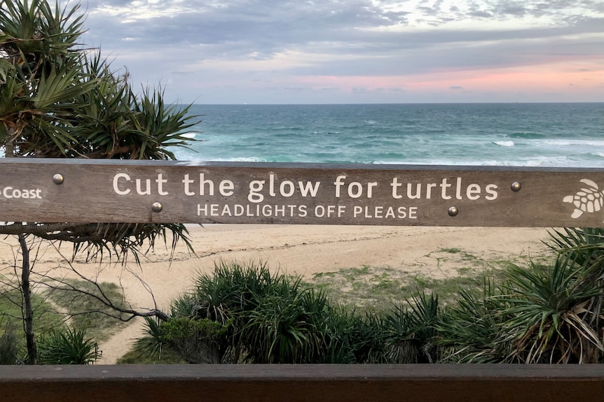Sign says cut the glow for turtles headlights off please.
