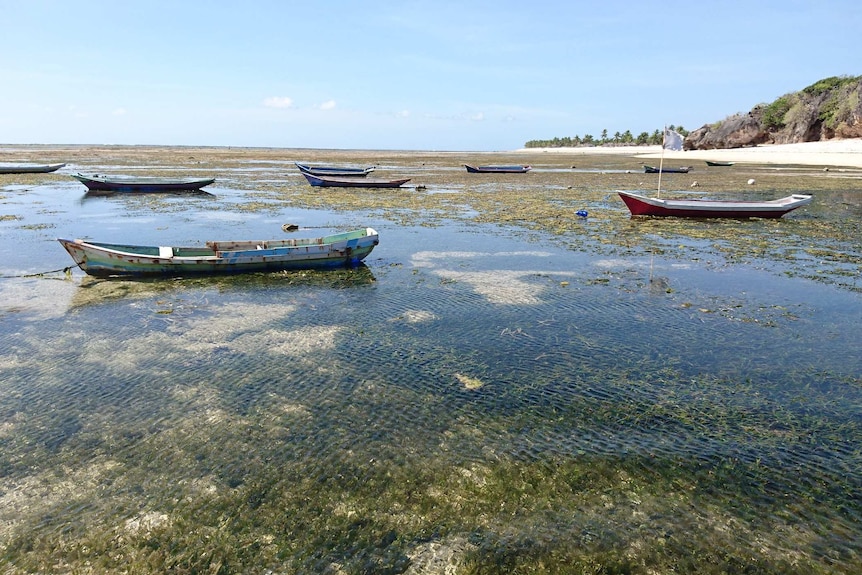 Wooden boats float in waters filled with seaweed near a beach.