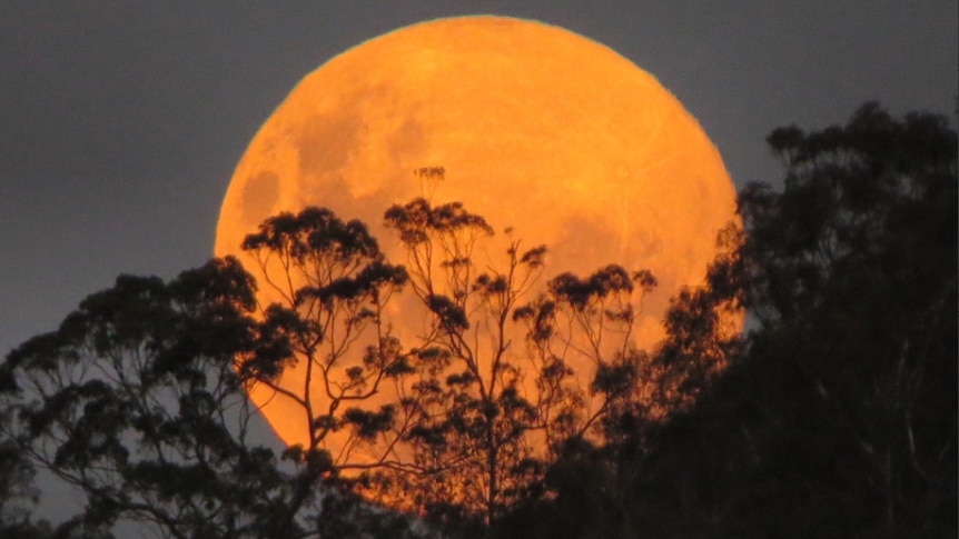 The supermoon as it rises over Mt Coot-tha in Brisbane.