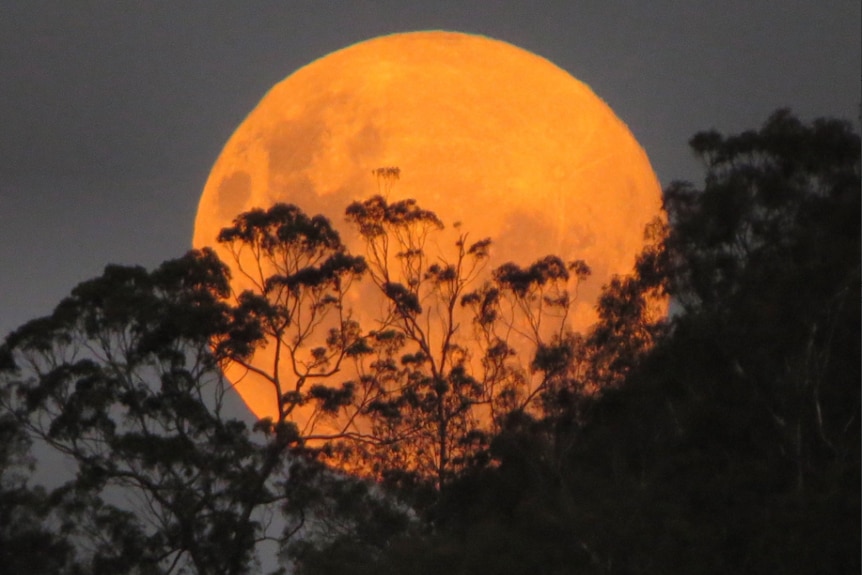 The supermoon as it rises over Mt Coot-tha in Brisbane.