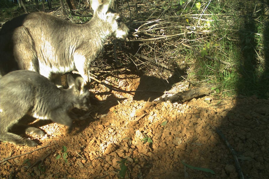 An adult and young wallaroo visiting a wombat burrow.