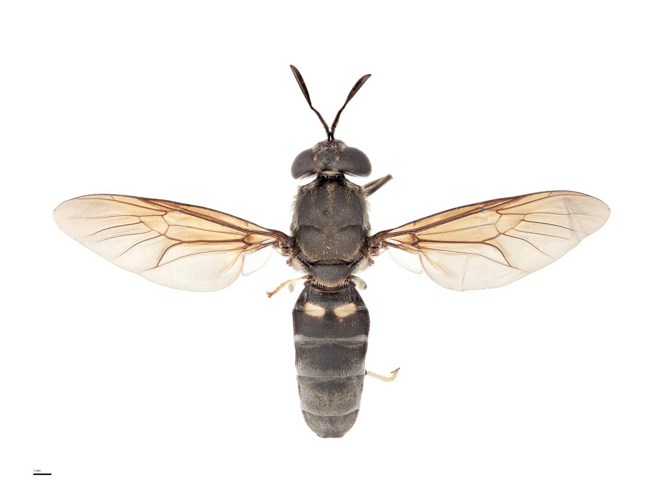 BBC World Service Health Check, Chocolate Locust Anyone, Farming insects In