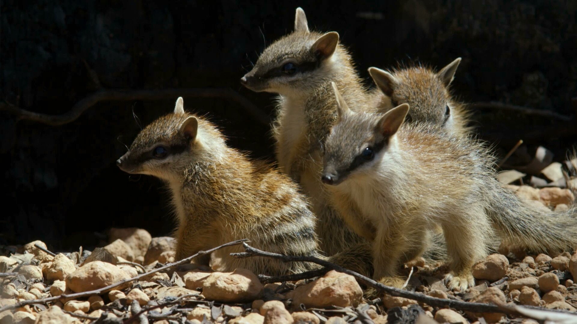 Meet the Numbat – Australia’s Striped Termite Hunter! 🐜🇦🇺 – New and Tips