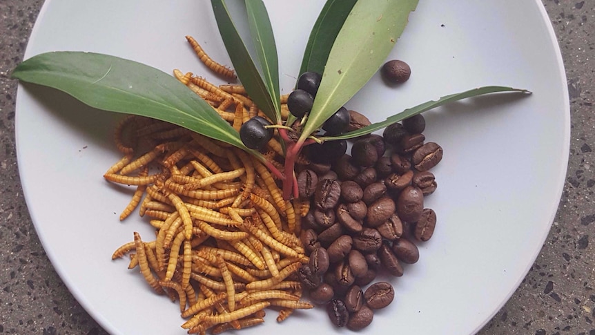 farm-raised insects for human consumption alongside coffee beans in Dorset, Tasmania