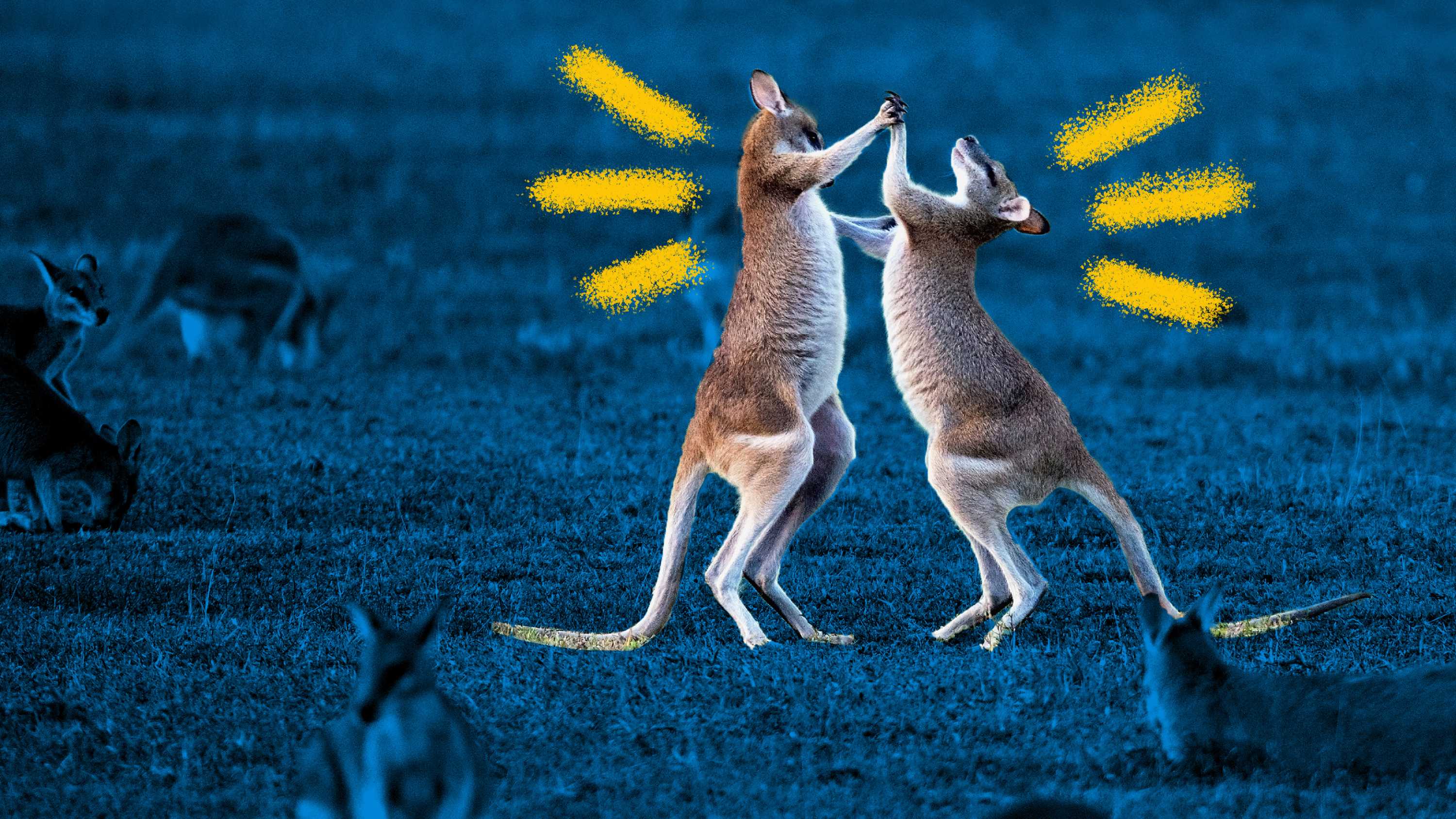 Two kangaroos on their hind legs fighting, to depict workplace conflict and possible resolutions.