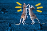 Two kangaroos on their hind legs fighting, to depict workplace conflict and possible resolutions.