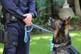 PD Euko looks up at handler Senior Constable Chad McLeod