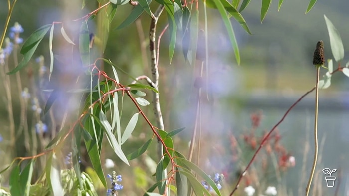 Eucalyptus tree with colourful Australian native flowers in the background.