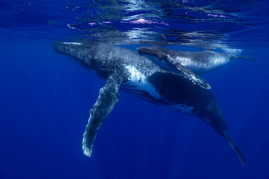 Female humpback and calf.