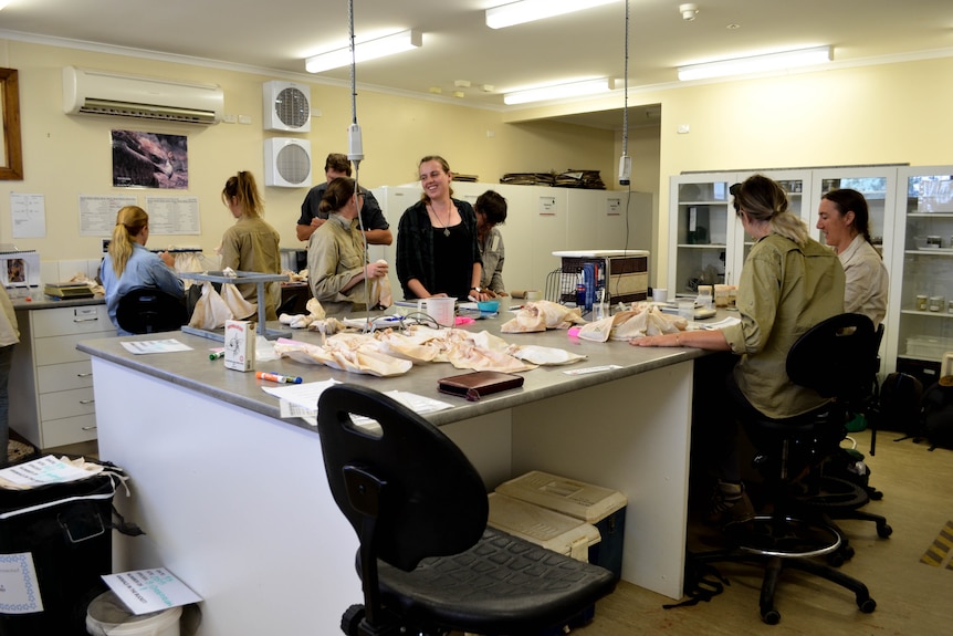 A team of people in the lab at Arid Recovery