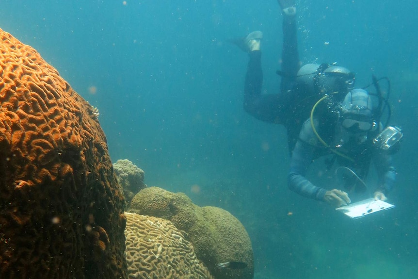 Researcher conducting survey on the Great Barrier Reef as part of study into replanting coral.