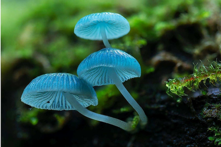 A striking blue fungi, Mycena Interrupta, growing in the forest.