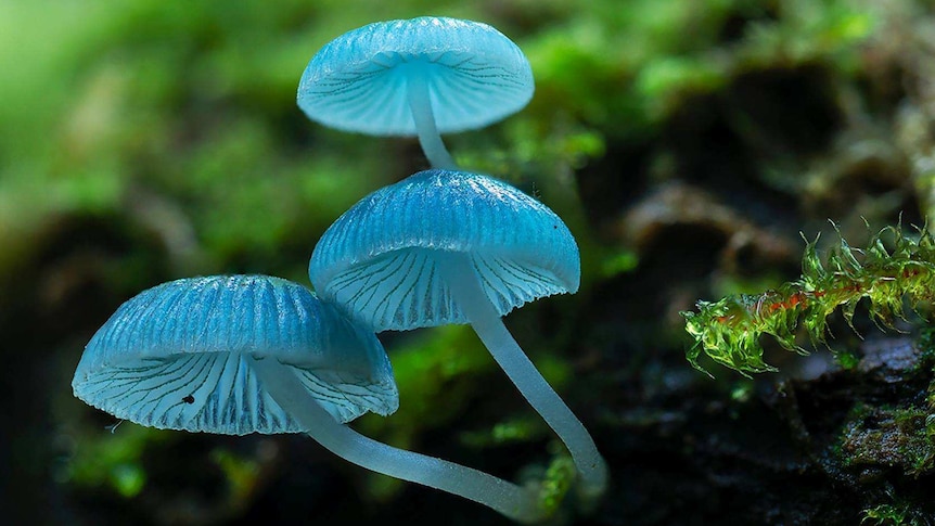a striking blue fungi, Mycena Interrupta, growing in the forest
