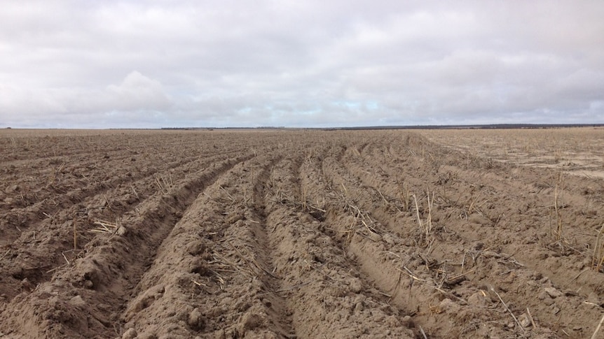 Freshly sown soil in Western Australia