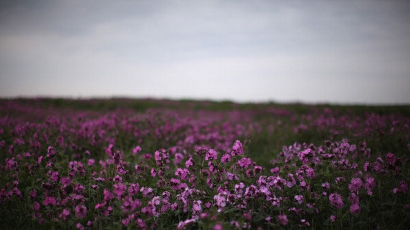 Red Campion flowers on East Yorkshire cliff tops (Getty Images: Dan Kitwood)