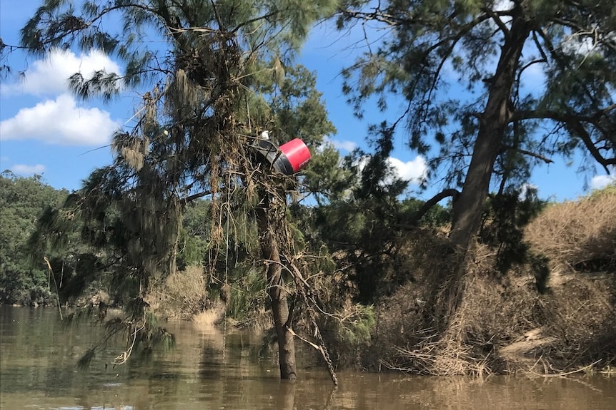A red plastic device that looks like a bucket stuck in a tree.
