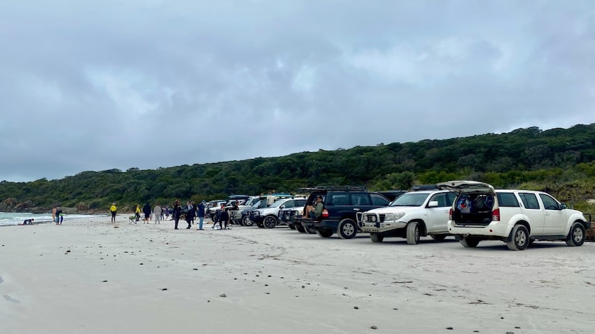 A line of four-wheel drives on a beach.