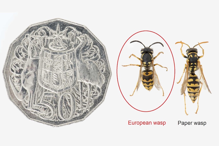A 50 cent coin and two wasps next to it for comparison.