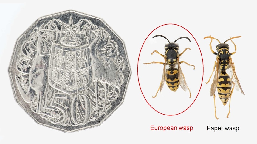 A 50 cent coin and two wasps next to it for comparison.