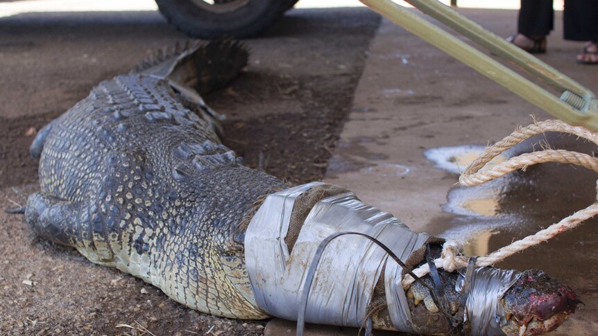 a saltwater crocodile tied to a post.