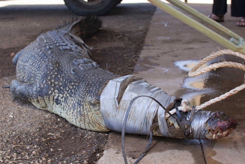 a saltwater crocodile tied to a post.