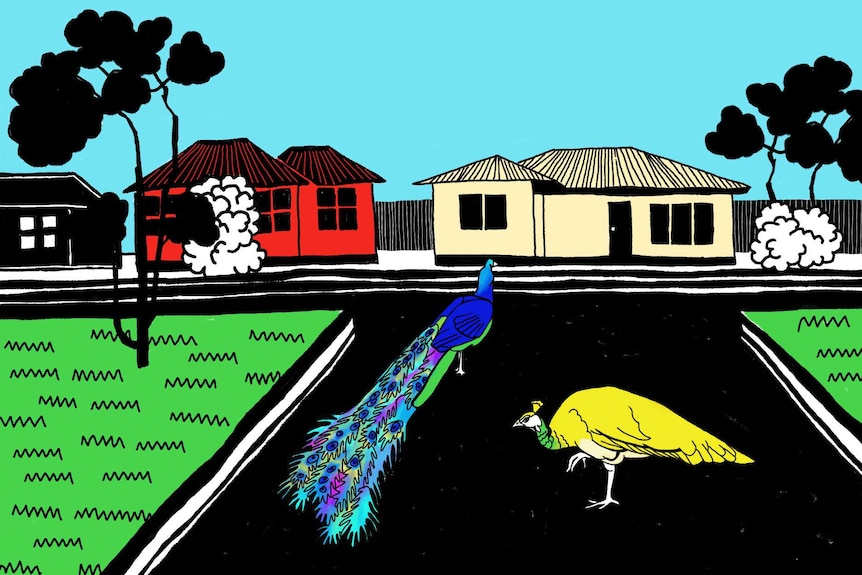 A graphic of two peacocks wandering a suburban street.