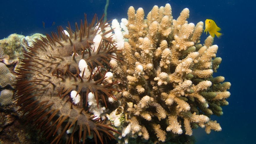 Spiky Crown of Thorns Starfish clings to a piece of white and brown coral