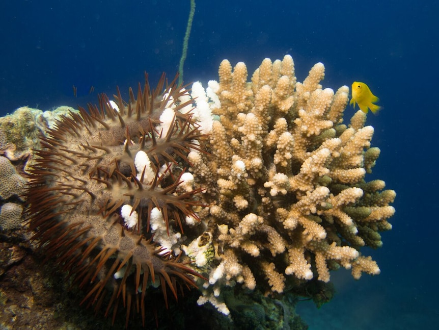 Spiky Crown of Thorns Starfish clings to a piece of white and brown coral