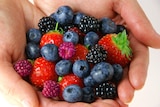 A persons two hands cupped together holding a variety of berries.