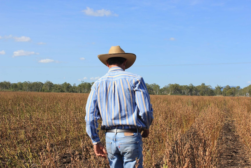 A man walks through a crop of black sesame seed before it's harvested