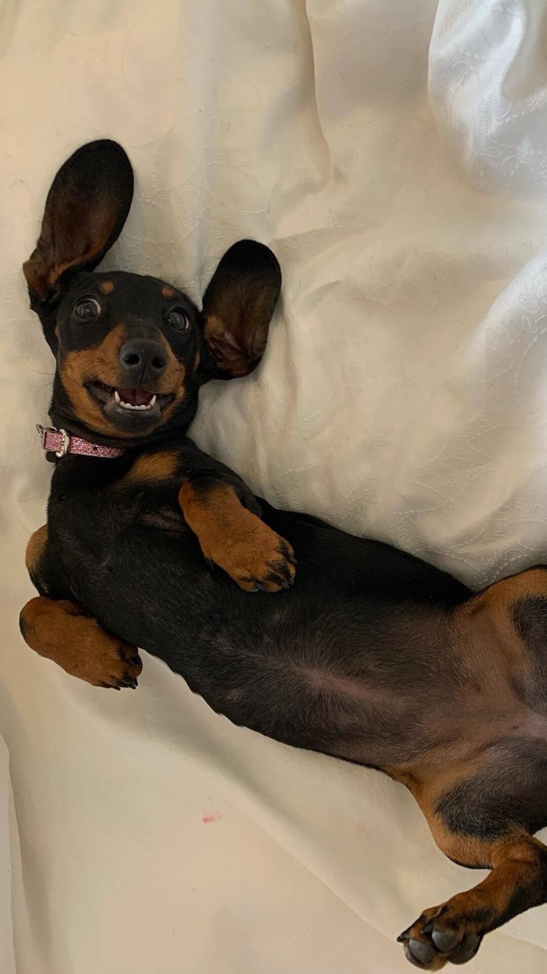 A dachsund laying on her back showing her belly with her ears flopped back and teeth showing