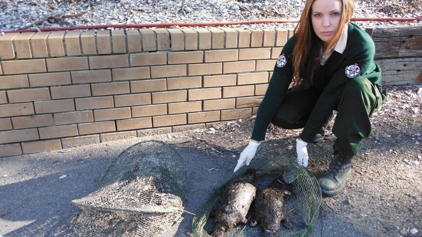 An ACT Ranger with a trap found with dead platypuses inside