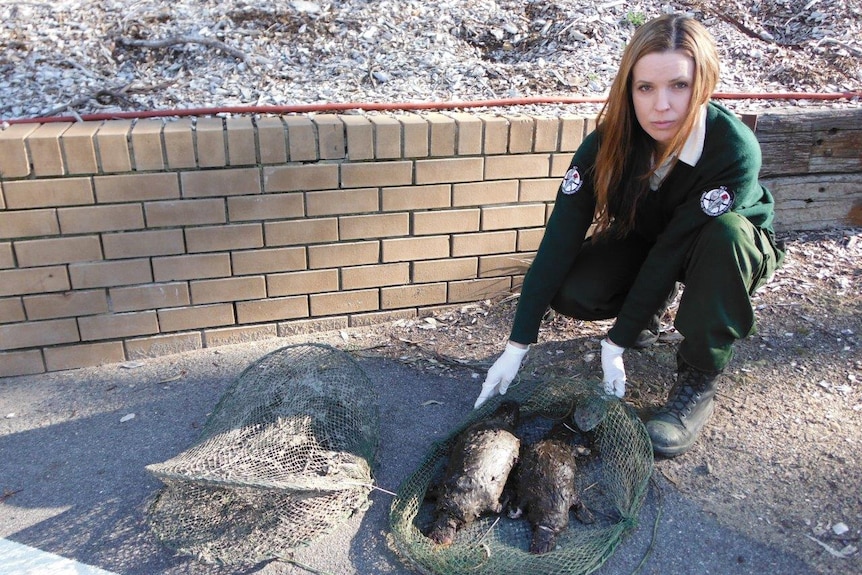 An ACT Ranger with a trap found with dead platypuses inside