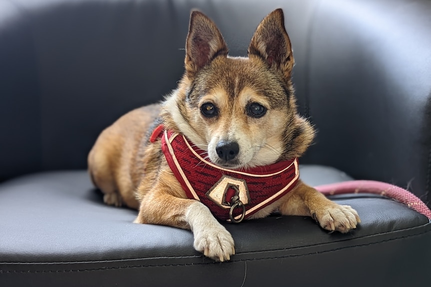 A small elderly dog wears a red vest and sits on a chair 