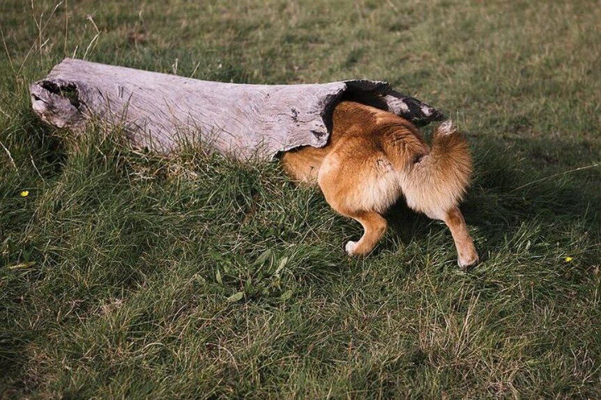 A dingo can go anywhere its head can go.