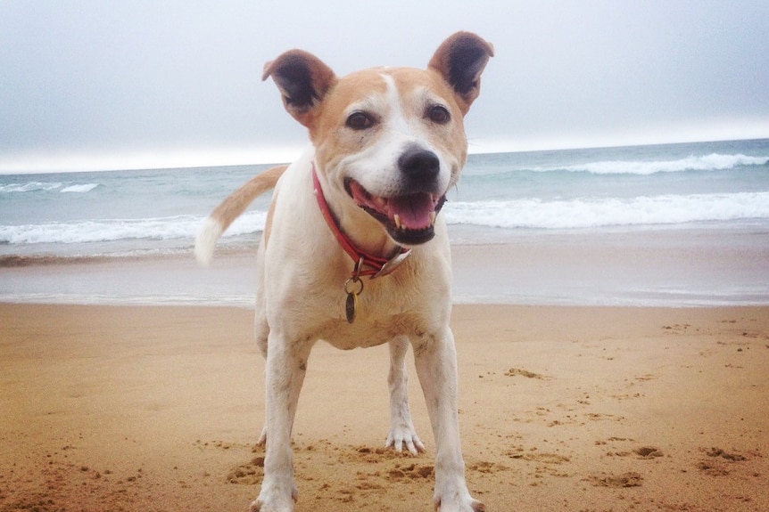 A happy white and tan dog on the beach