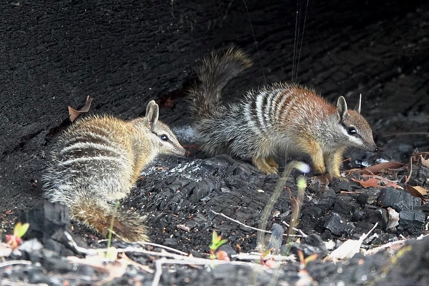 A close up, side view of two numbats next to each other inside a charred log.