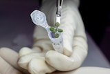 A researcher pulls out a plant of a test tube