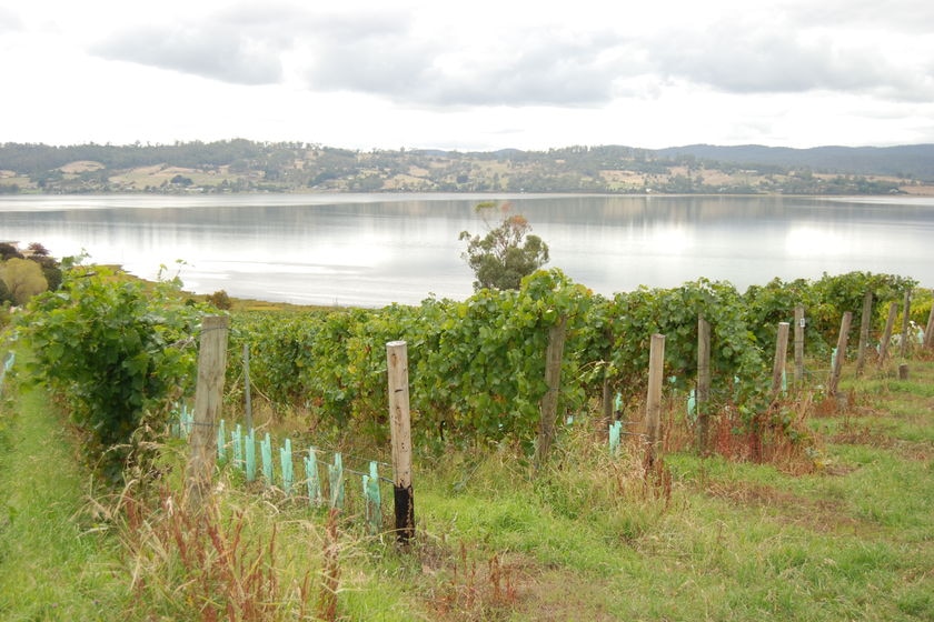A vineyard overlooking Tamar River in northern Tasmania in the vicinity of Gunns' proposed pulp mill