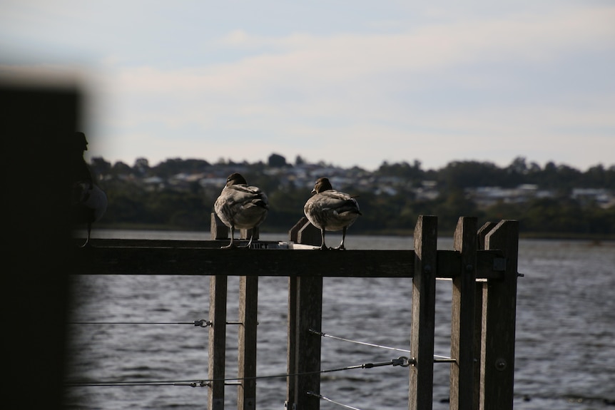 Pair of ducks on jetty