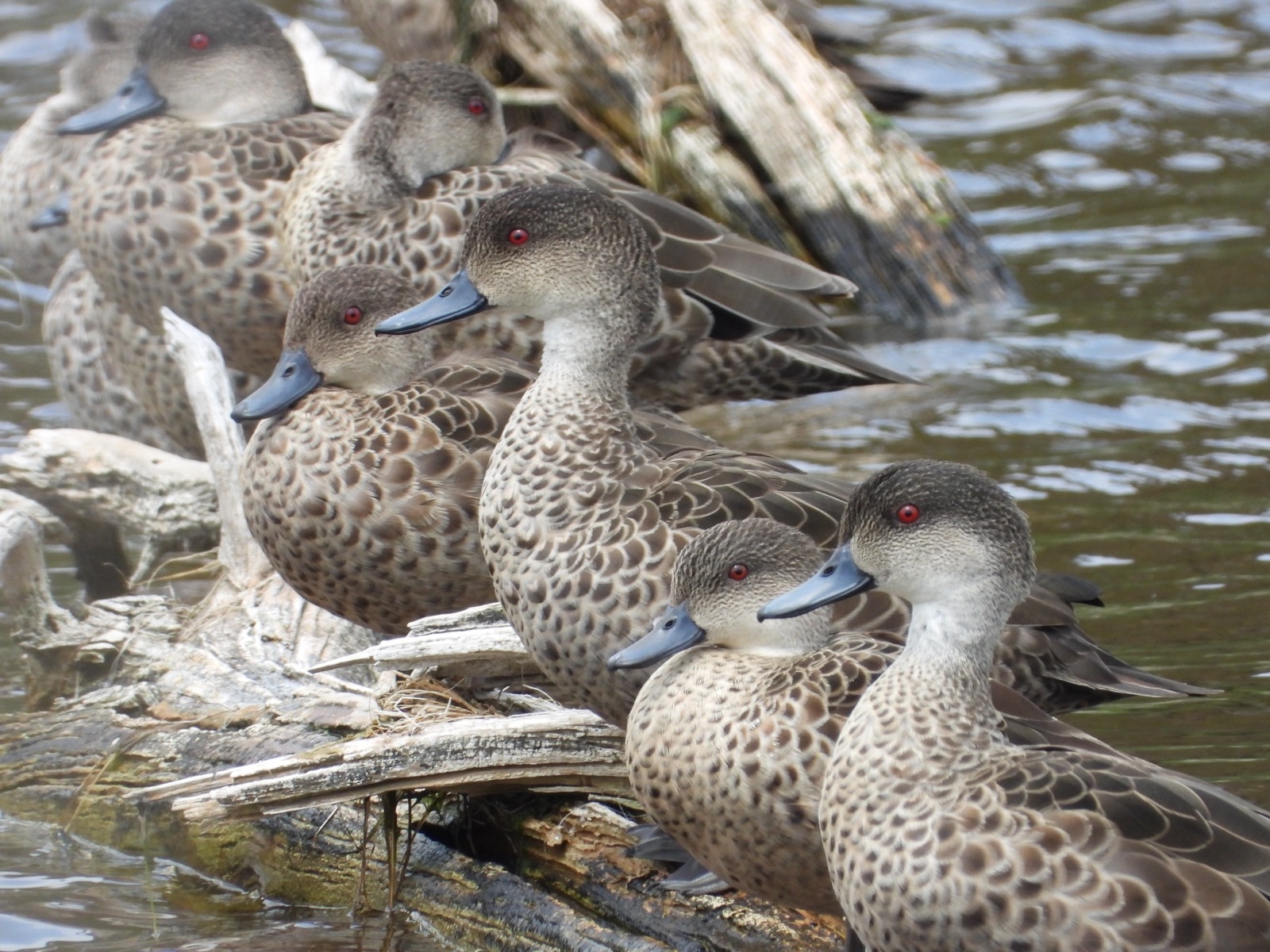 Several light-coloured ducks with darker flecks, especially on their backs and heads.