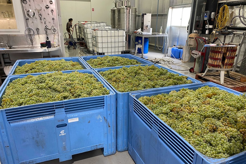 blue bins holding green grapes, worker in the background holding a hose next to a chemical bin