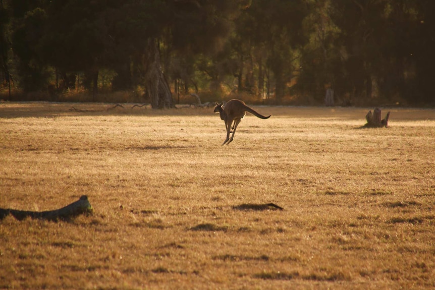 A kangaroo hops through a field
