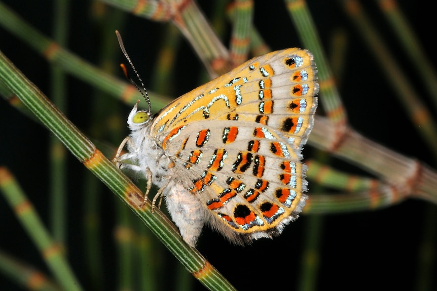 A colorful butterfly.