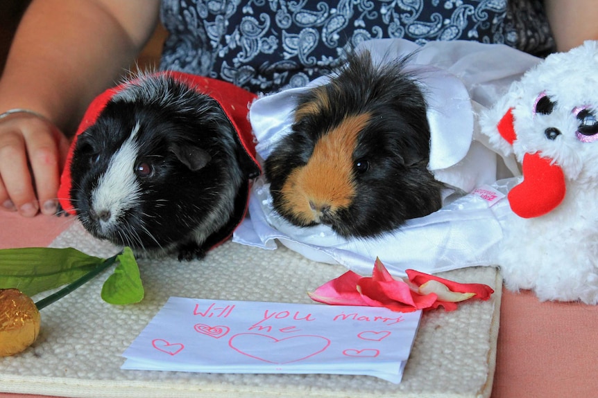 Guinea pigs in costumes