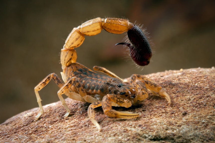 Small scorpion with a black tail.