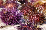 Colourful sea urchins sit in the sun on a wooden bench.