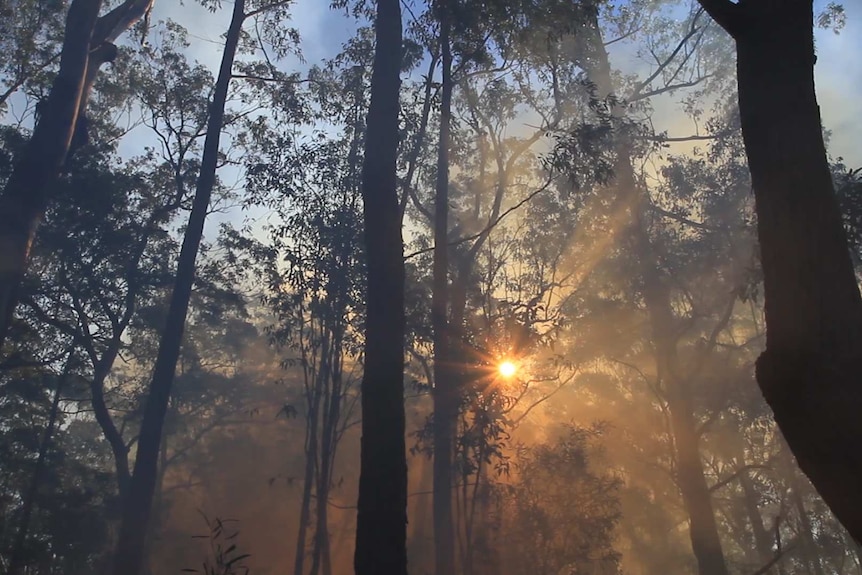 Sun and trees through smoke from cultural burn